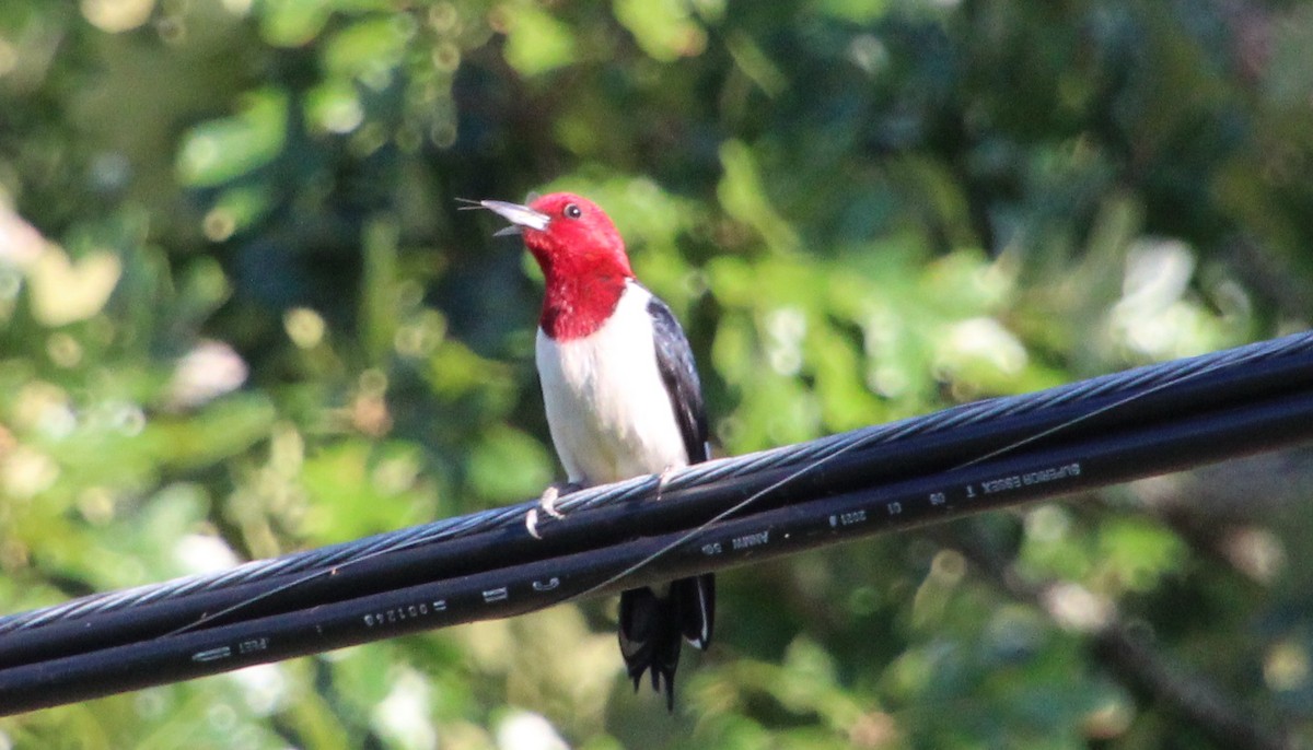 Red-headed Woodpecker - ML620554622