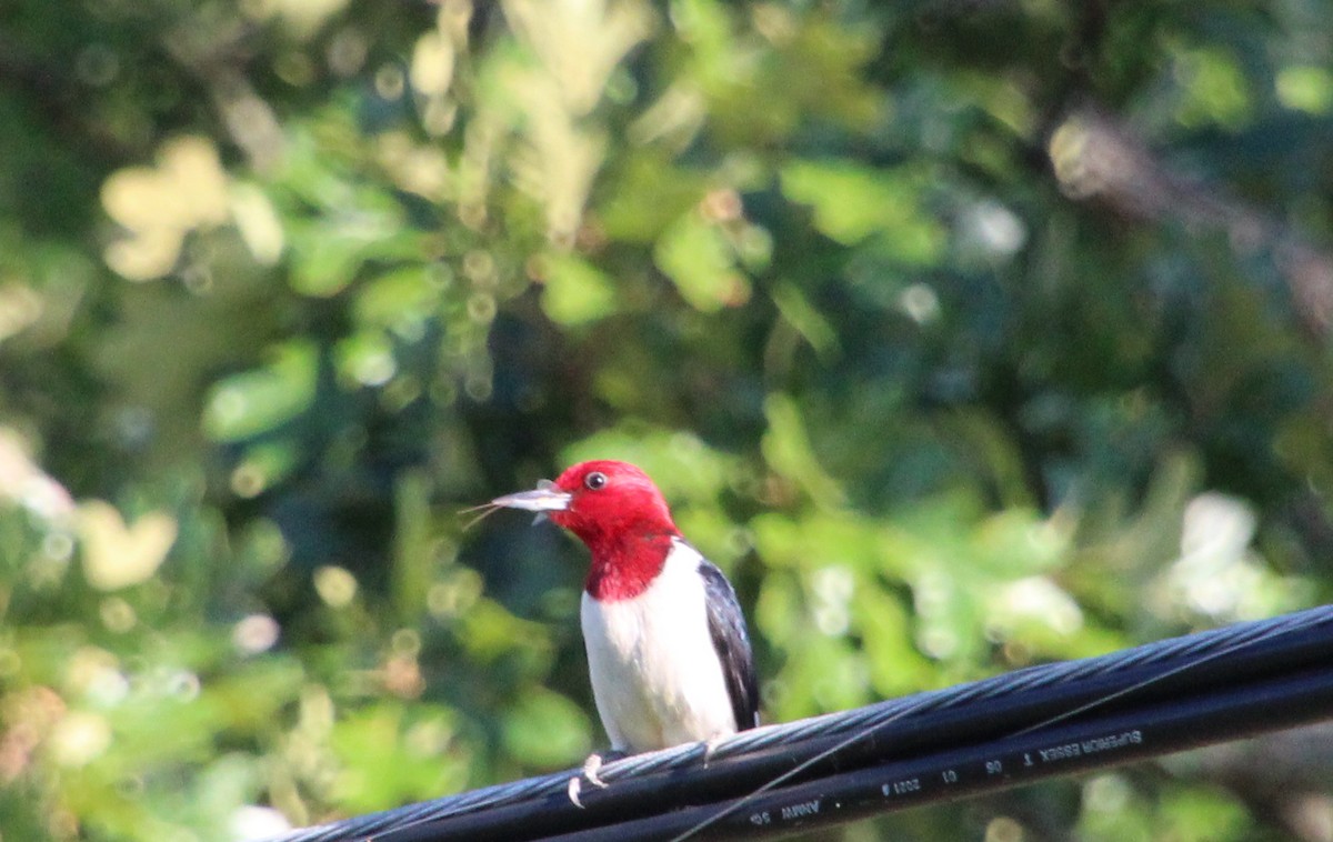 Red-headed Woodpecker - ML620554623