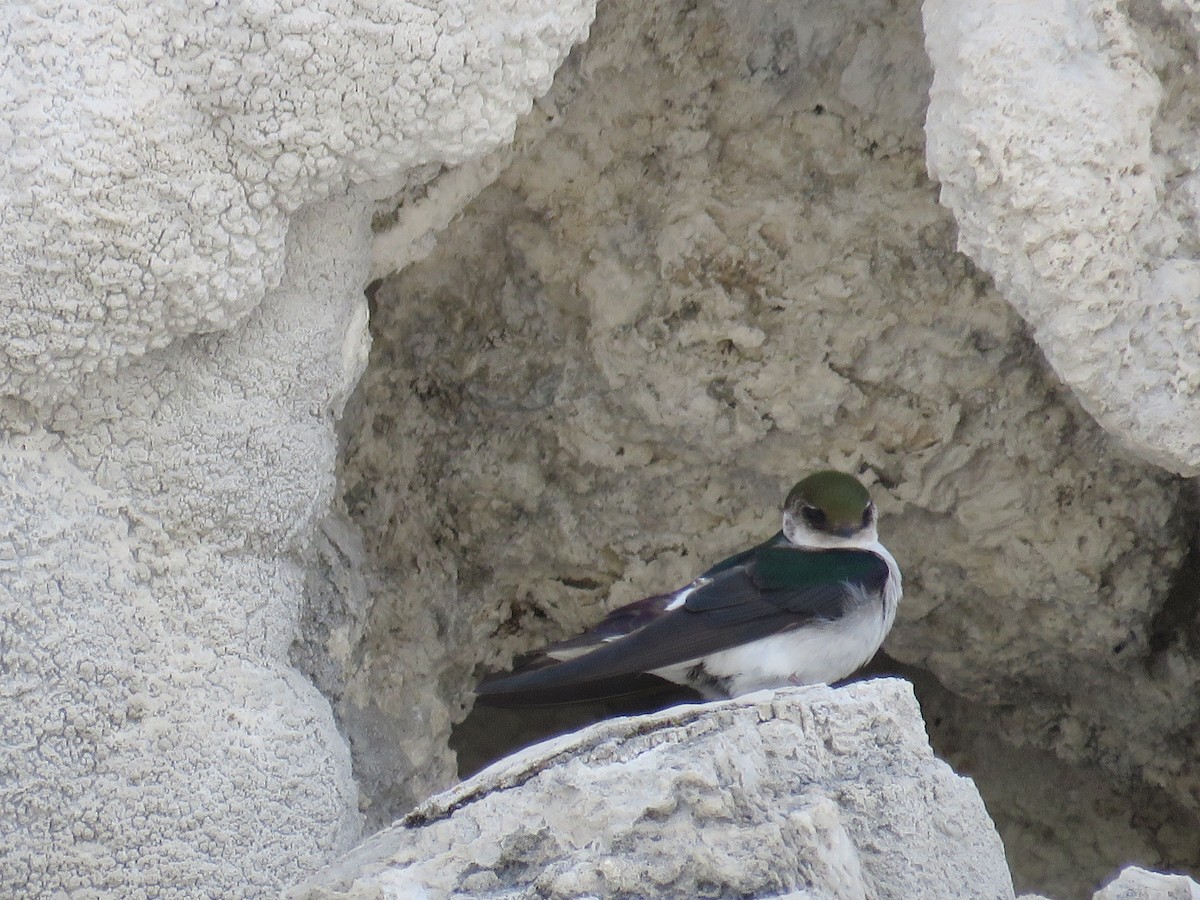 Violet-green Swallow - ML620554660