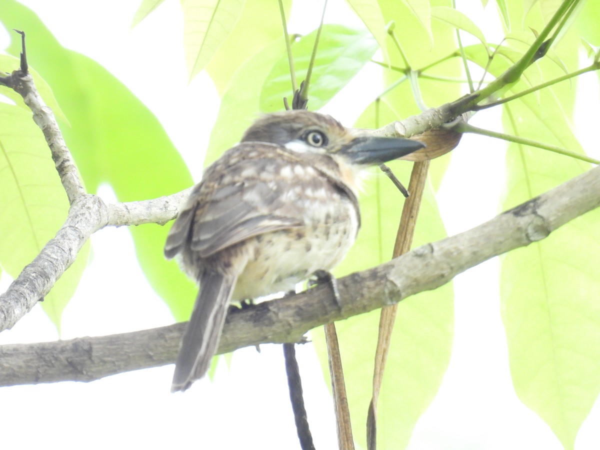 Russet-throated Puffbird - ML620554665