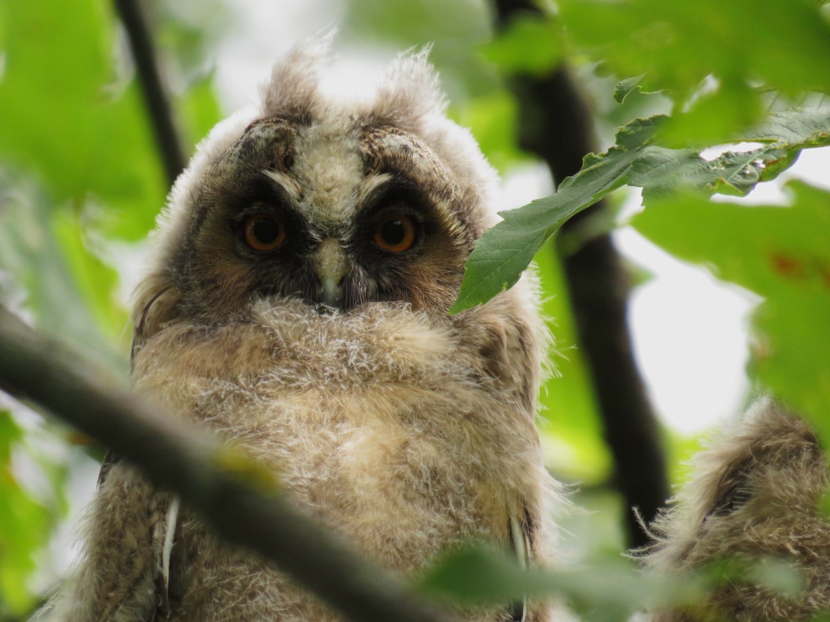 Long-eared Owl - ML620554683