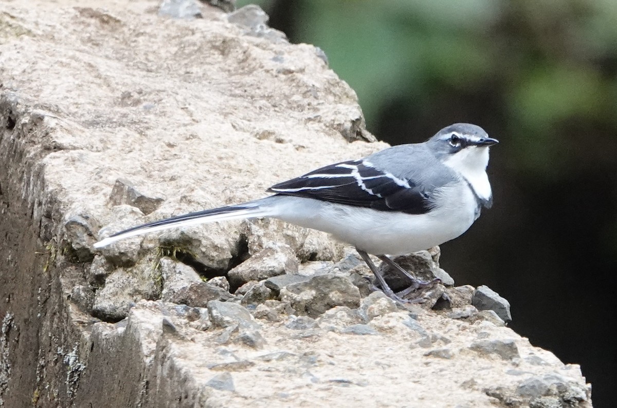 Mountain Wagtail - ML620554686