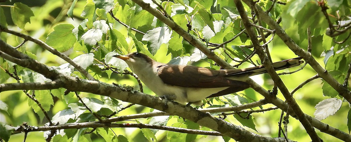 Yellow-billed Cuckoo - ML620554691