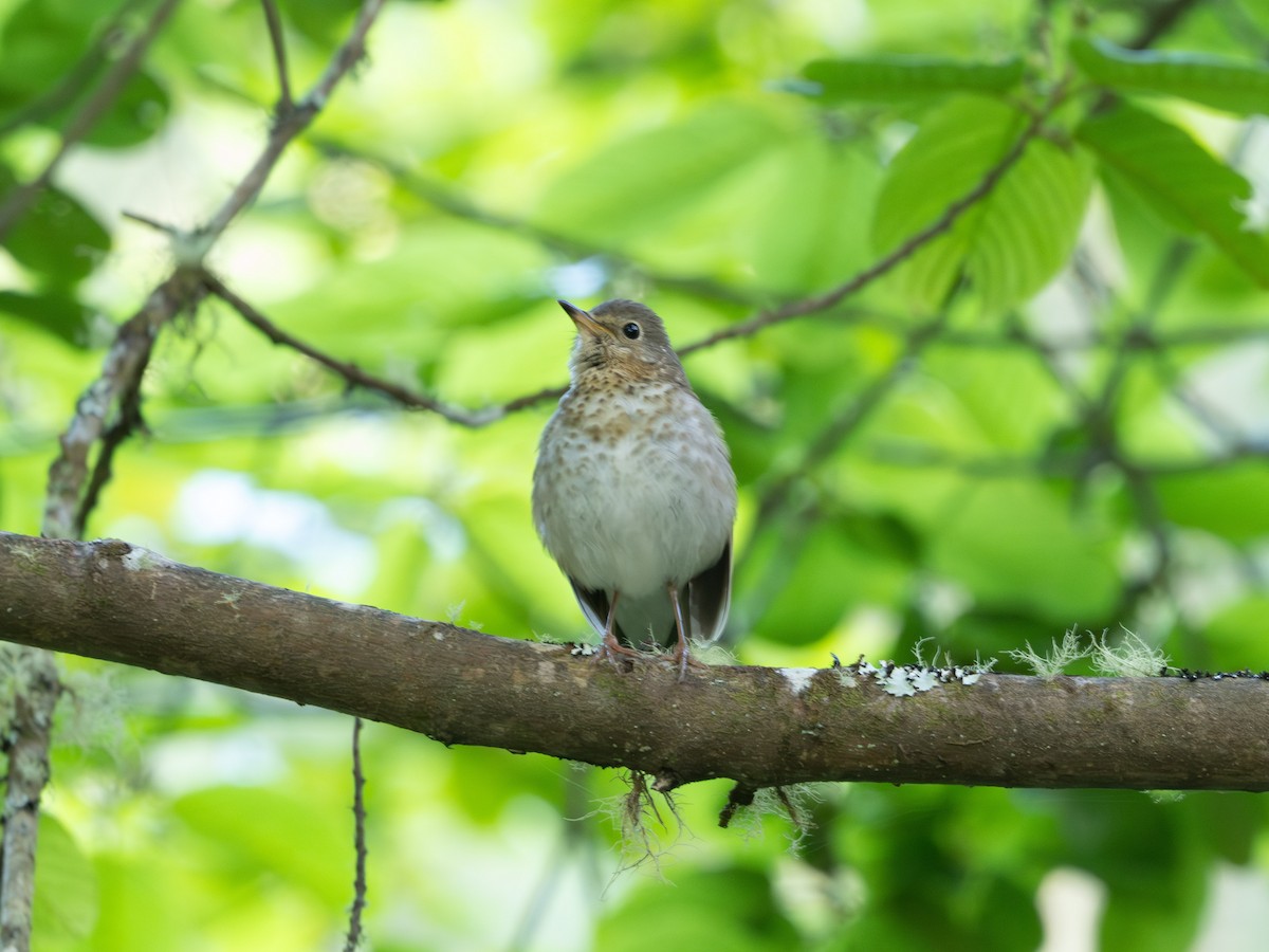 Swainson's Thrush - ML620554725