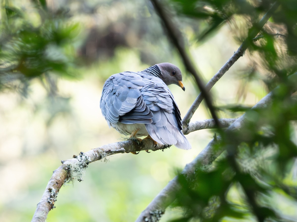 Band-tailed Pigeon - ML620554728