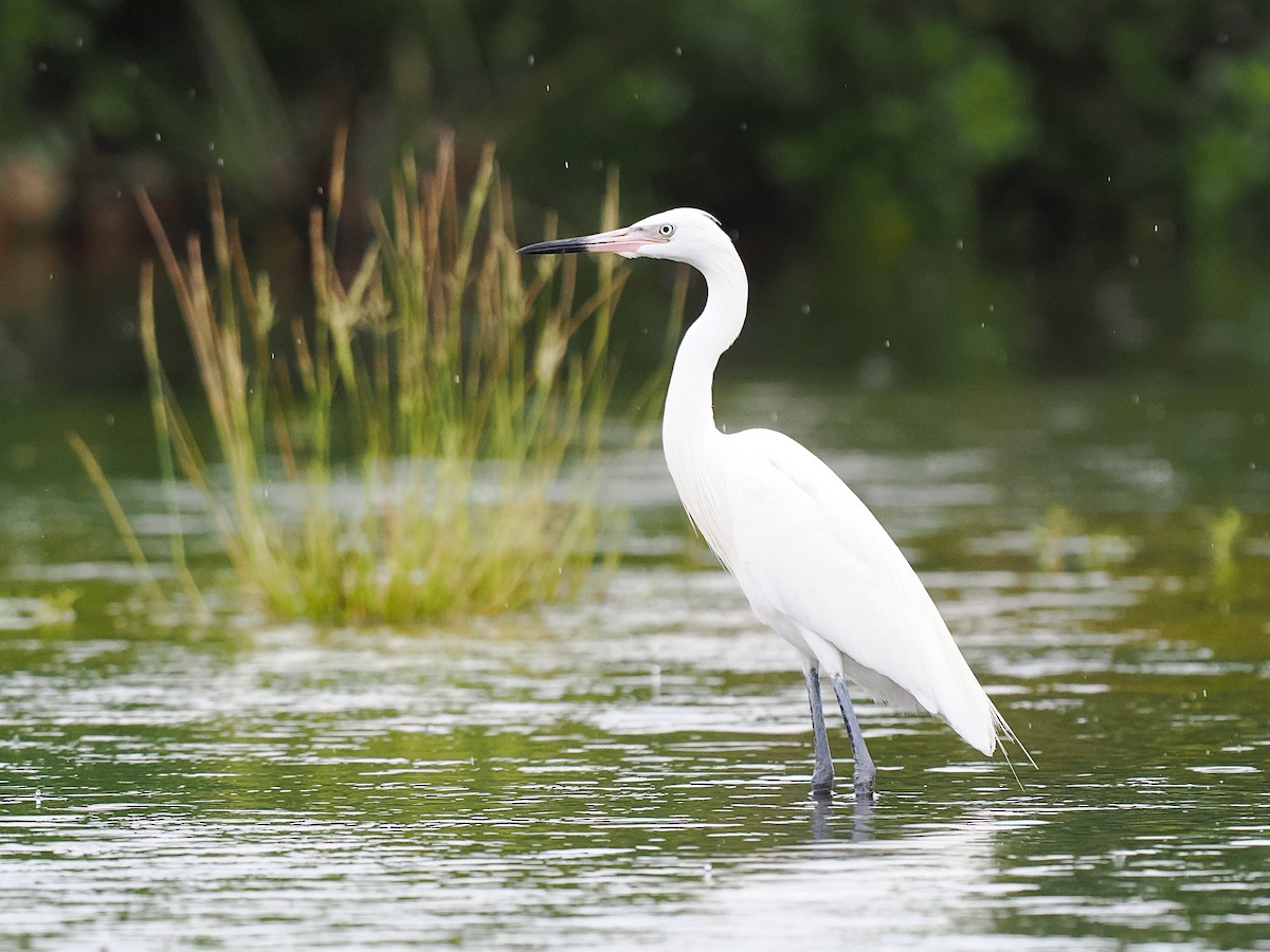 Aigrette roussâtre - ML620554730