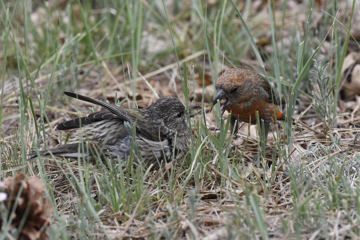 Red Crossbill - ML620554733