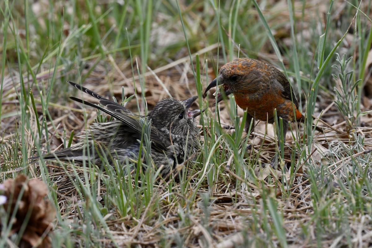 Red Crossbill - ML620554734