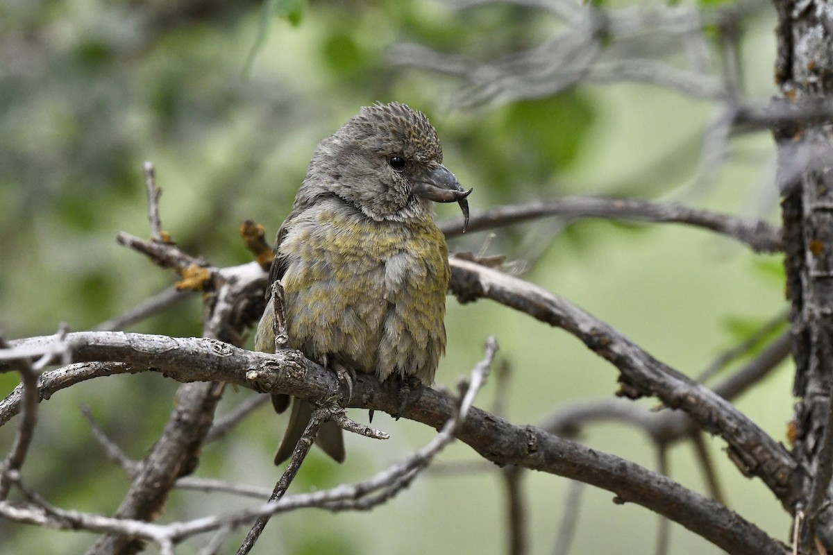 Red Crossbill - ML620554735