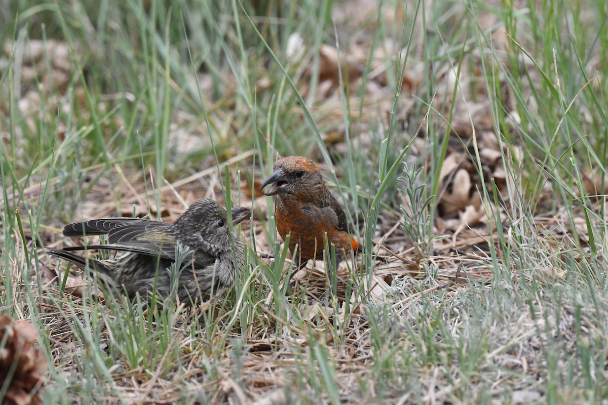 Red Crossbill - ML620554738