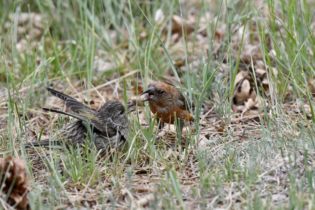 Red Crossbill - ML620554739