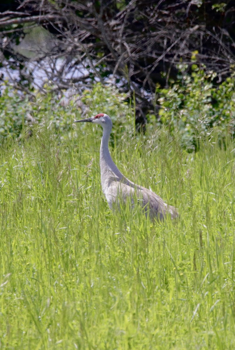 Sandhill Crane - ML620554743