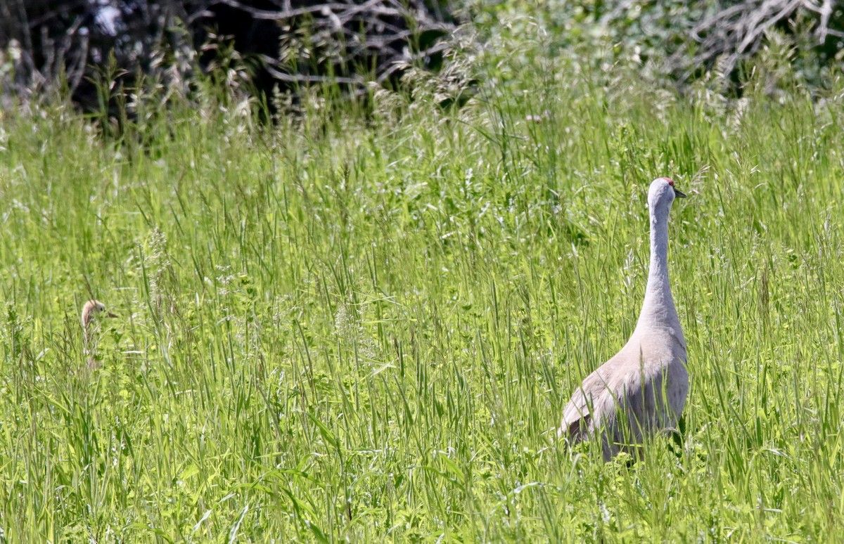 Sandhill Crane - ML620554744