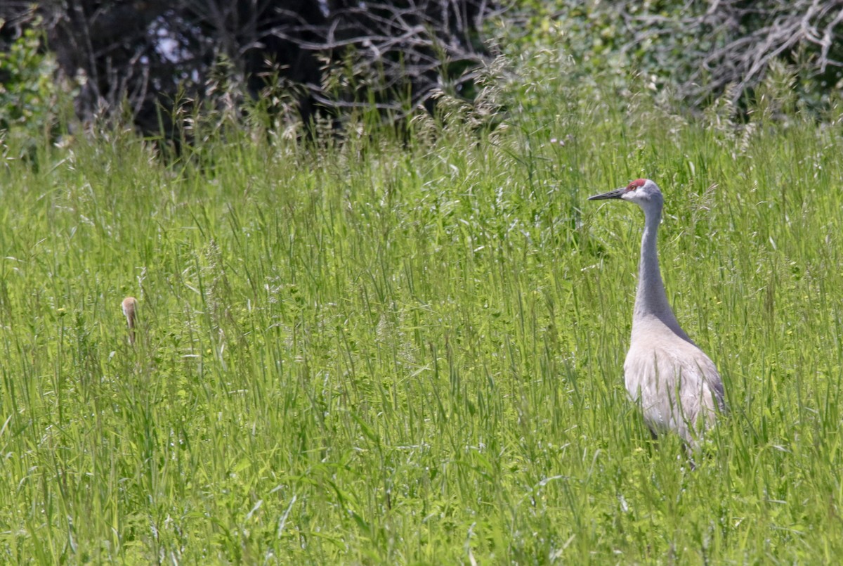 Sandhill Crane - ML620554745