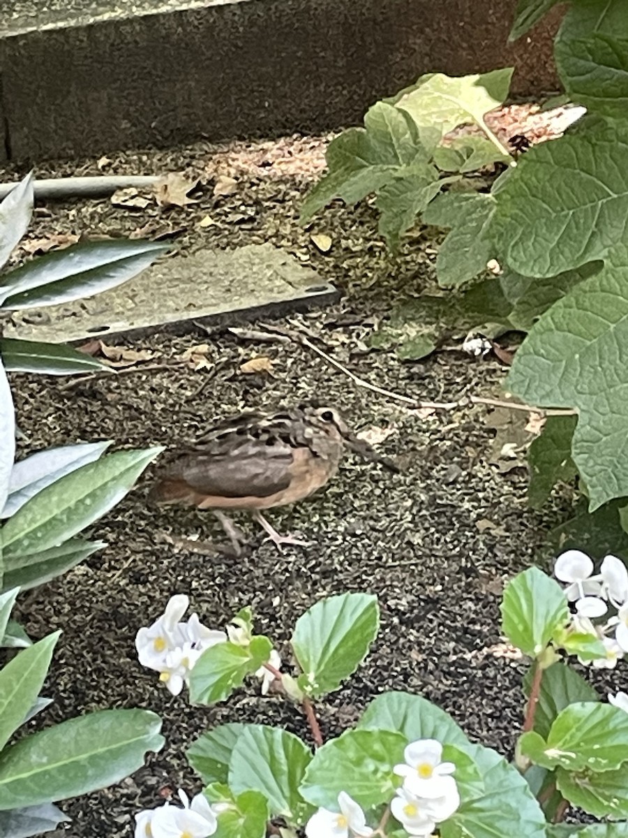 American Woodcock - ML620554746