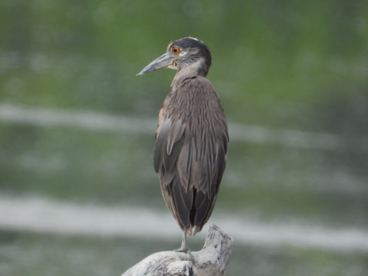 Yellow-crowned Night Heron - ML620554749