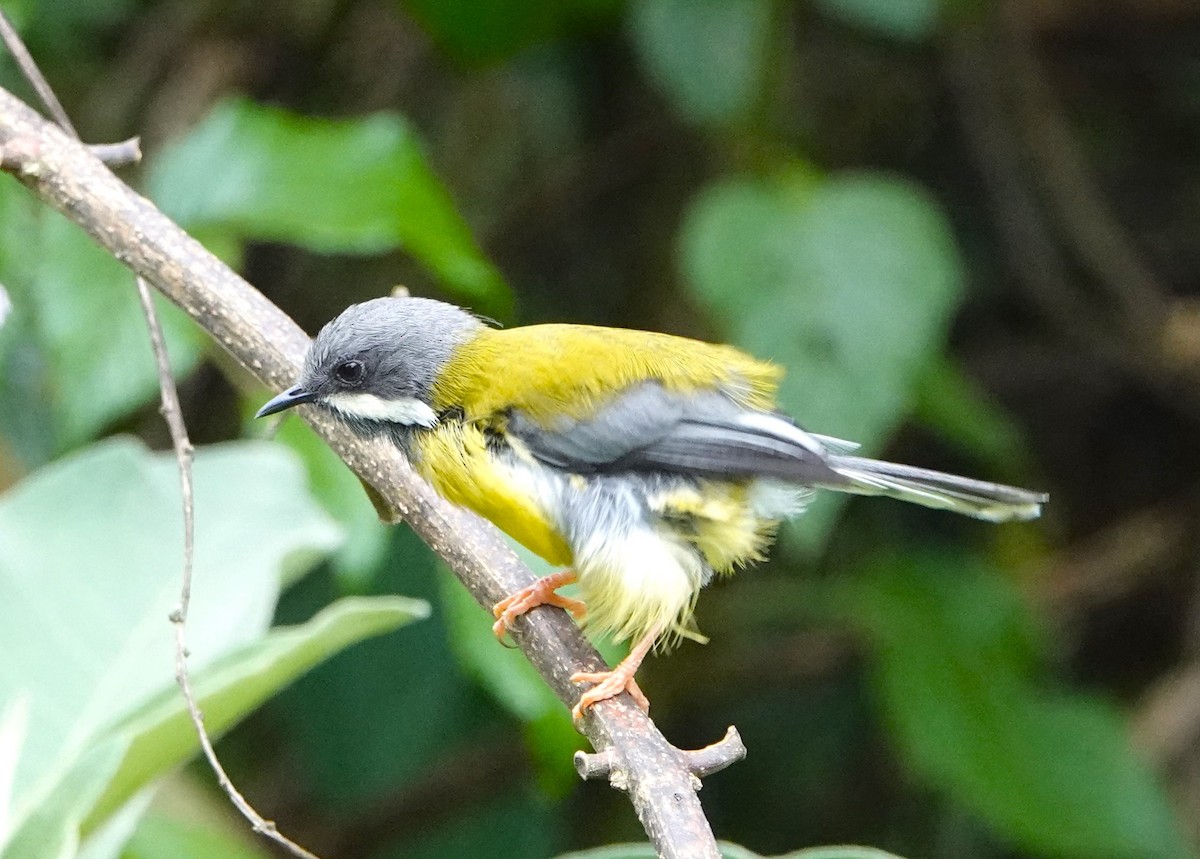 Black-throated Apalis - ML620554750