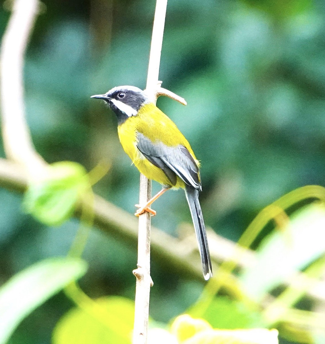 Apalis à gorge noire - ML620554752