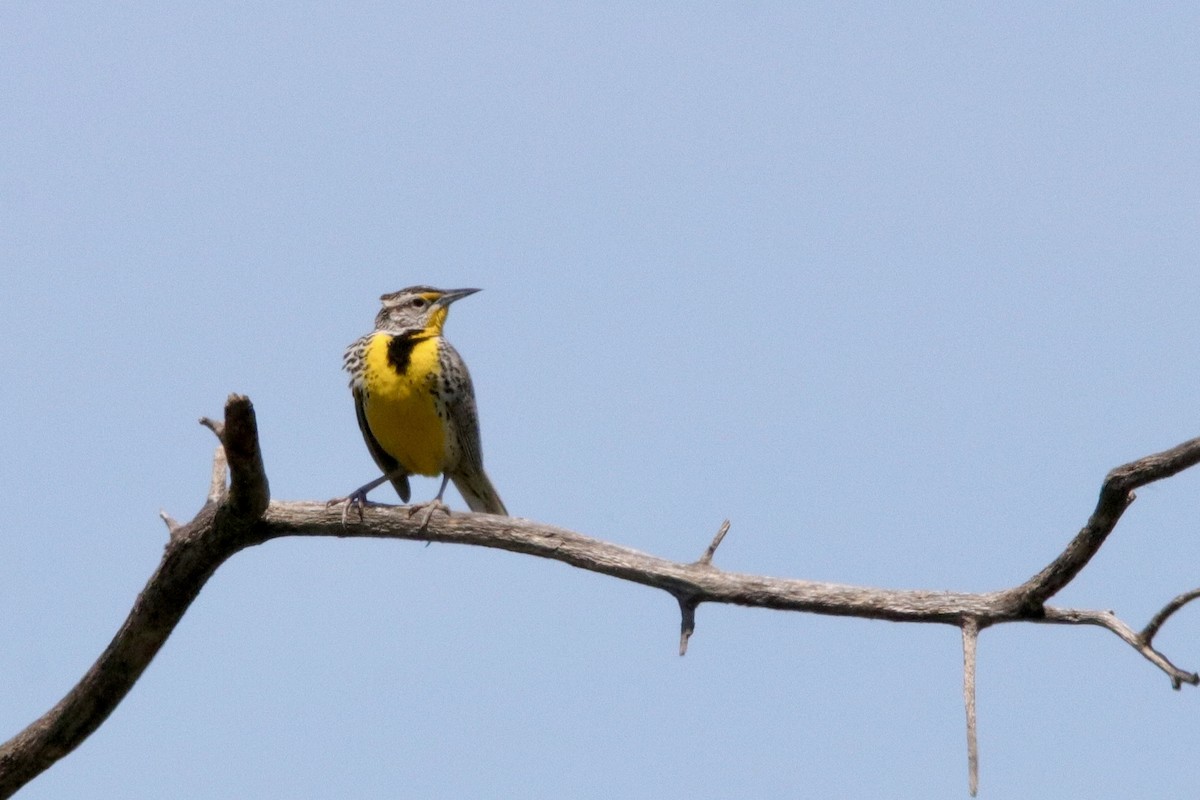 Western Meadowlark - ML620554753