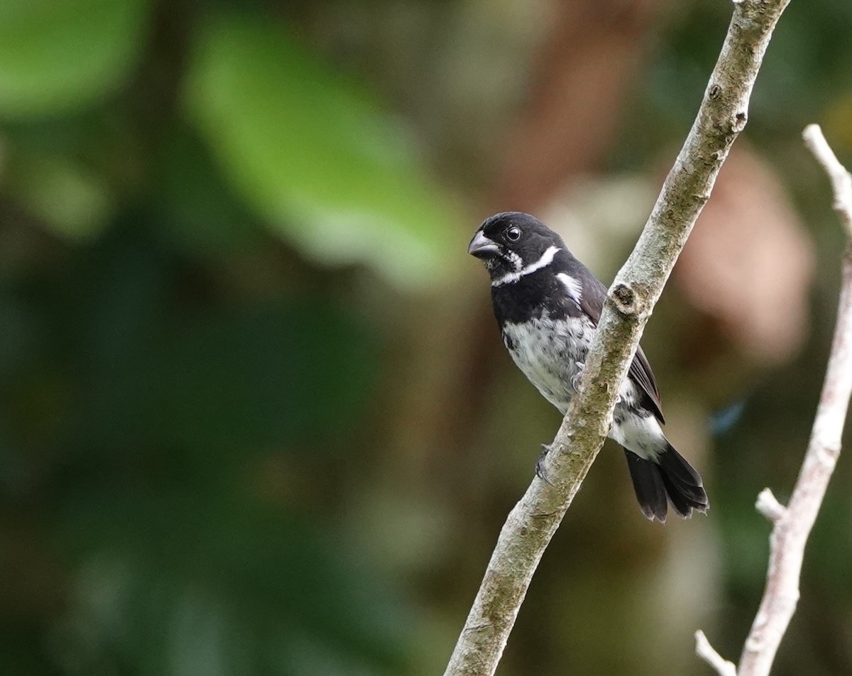 Variable Seedeater - ML620554758