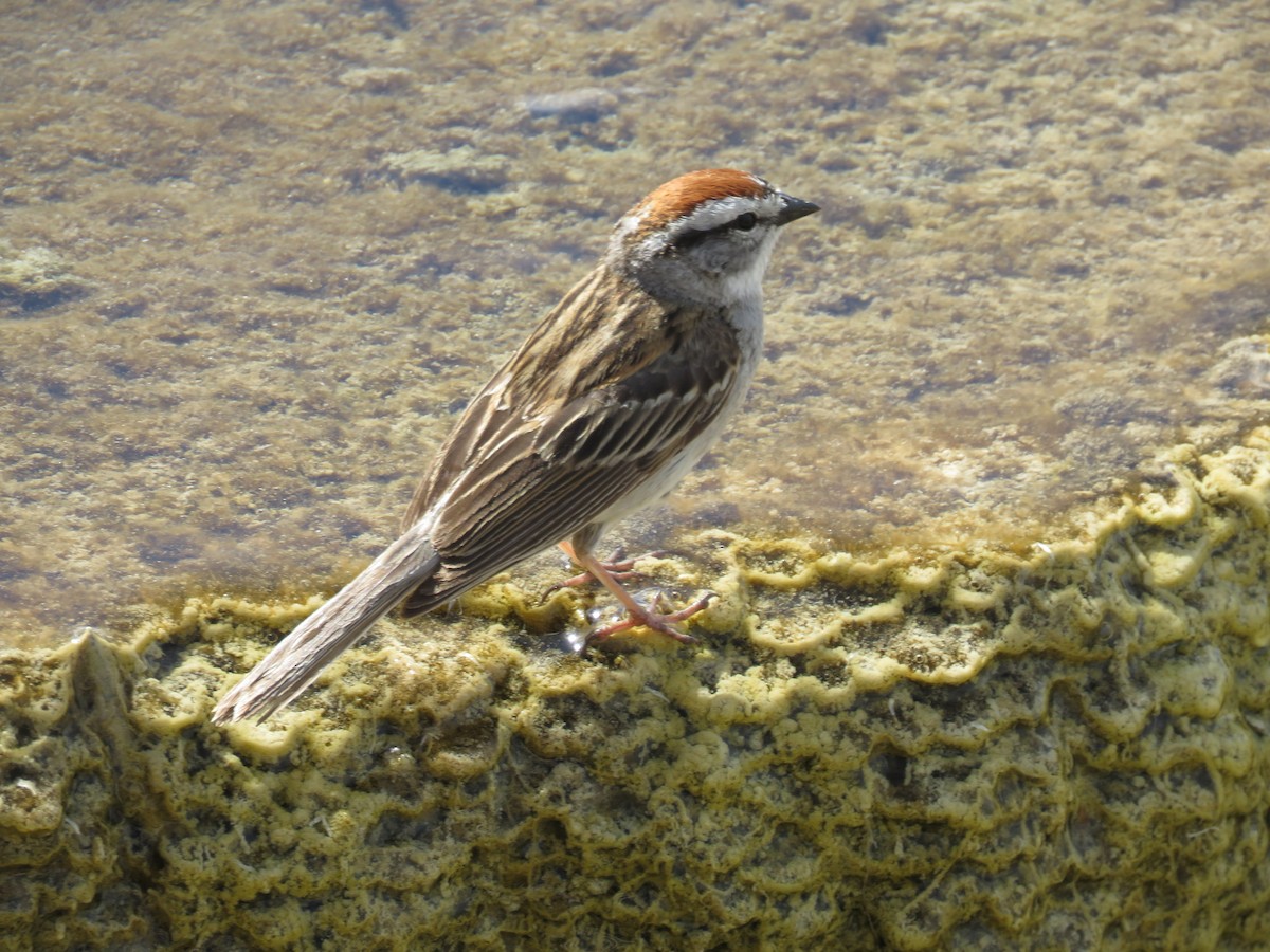 Chipping Sparrow - ML620554800