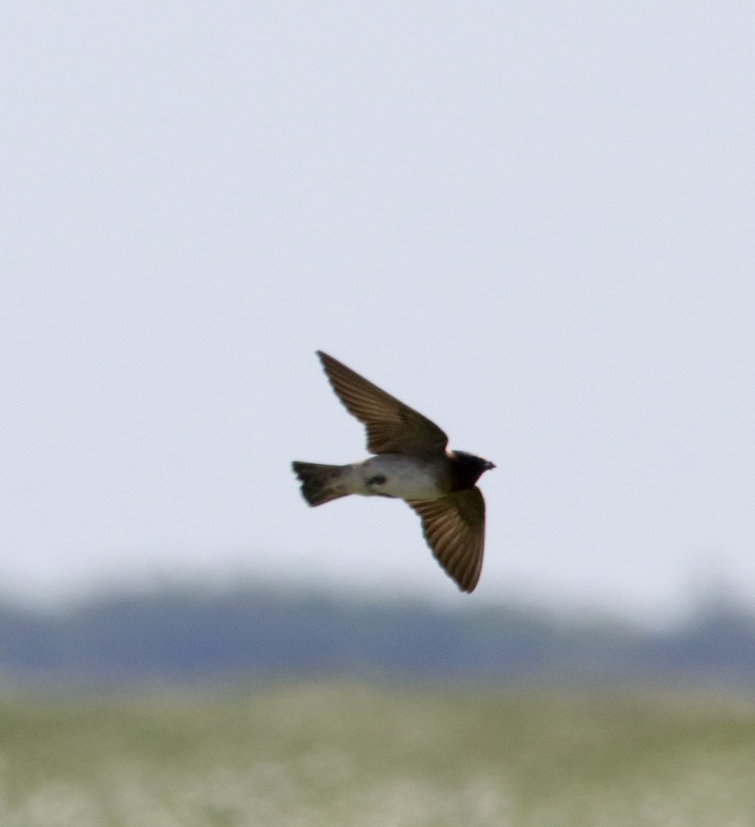 Cliff Swallow - Jay & Judy Anderson