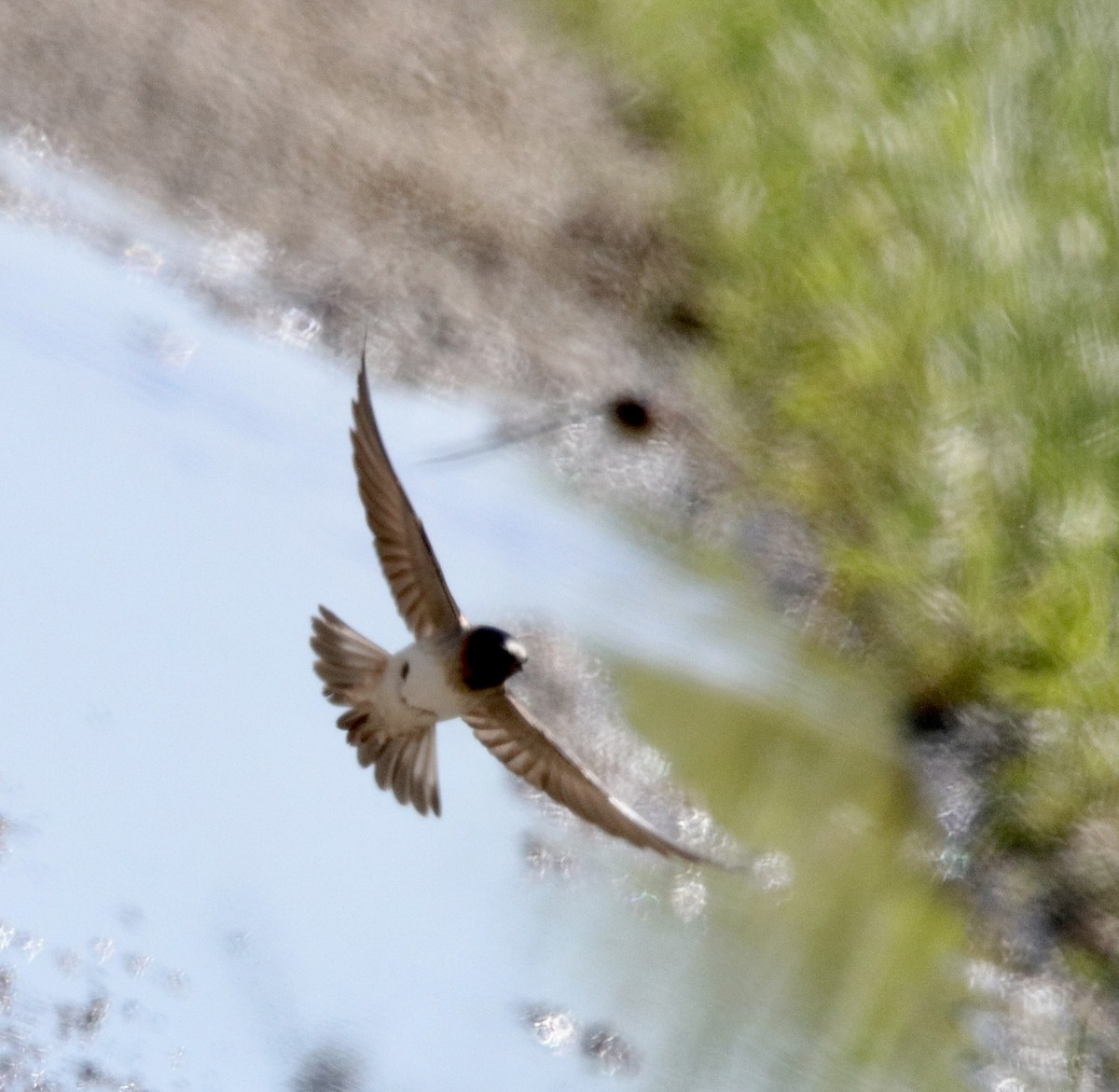 Cliff Swallow - ML620554808