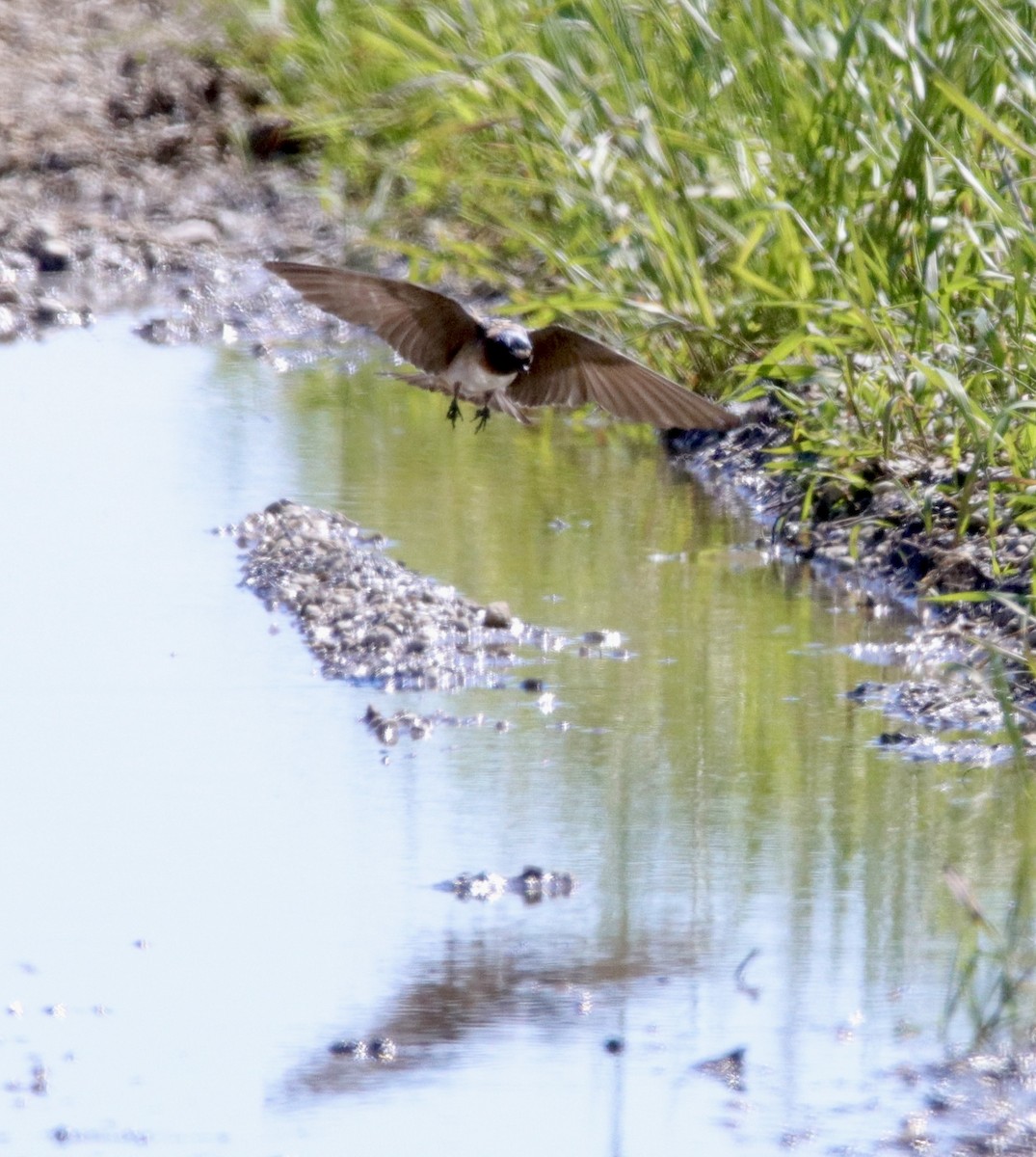 Cliff Swallow - ML620554809