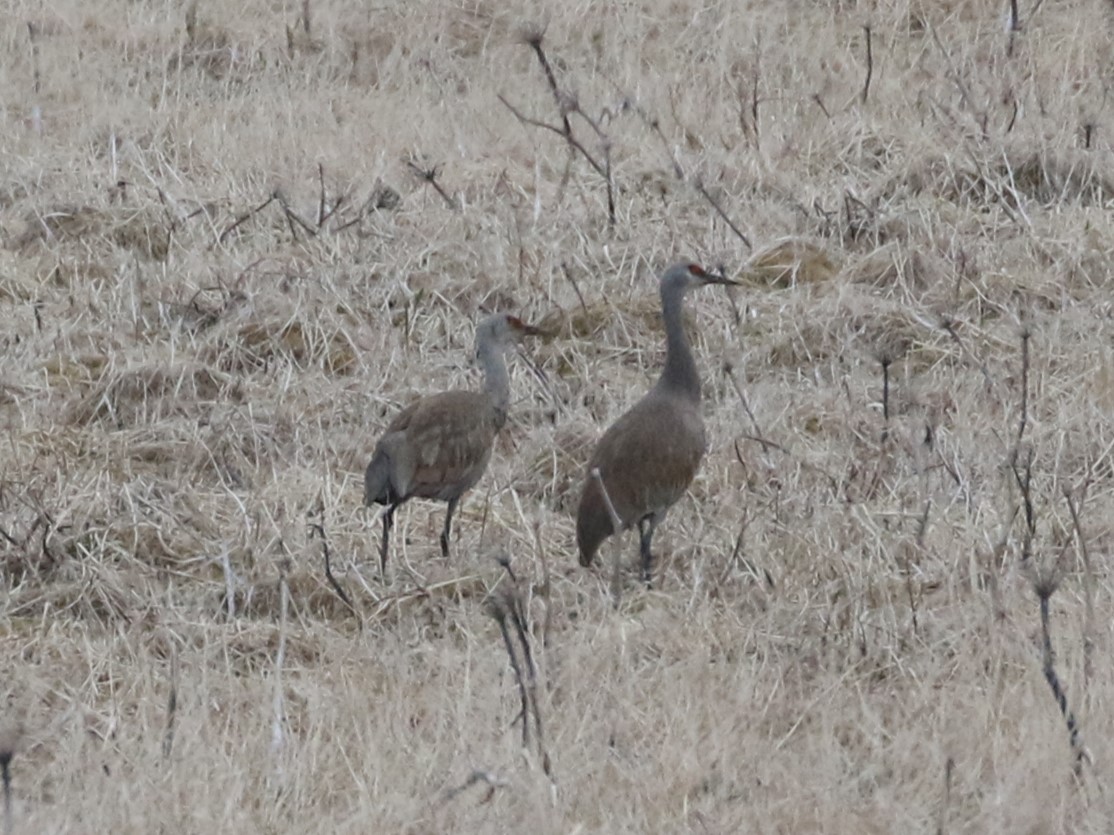 Sandhill Crane - ML620554814