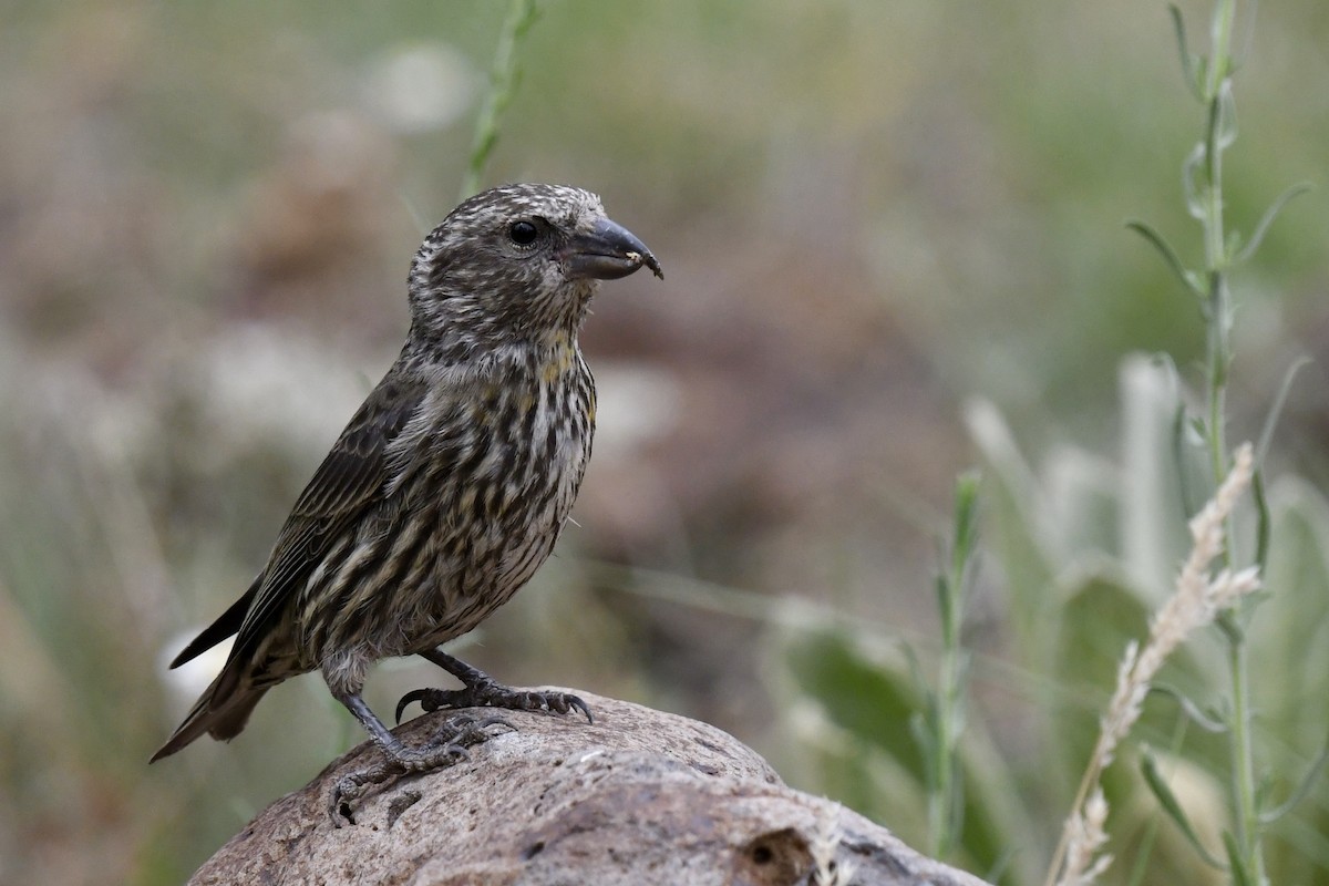 Red Crossbill - ML620554816