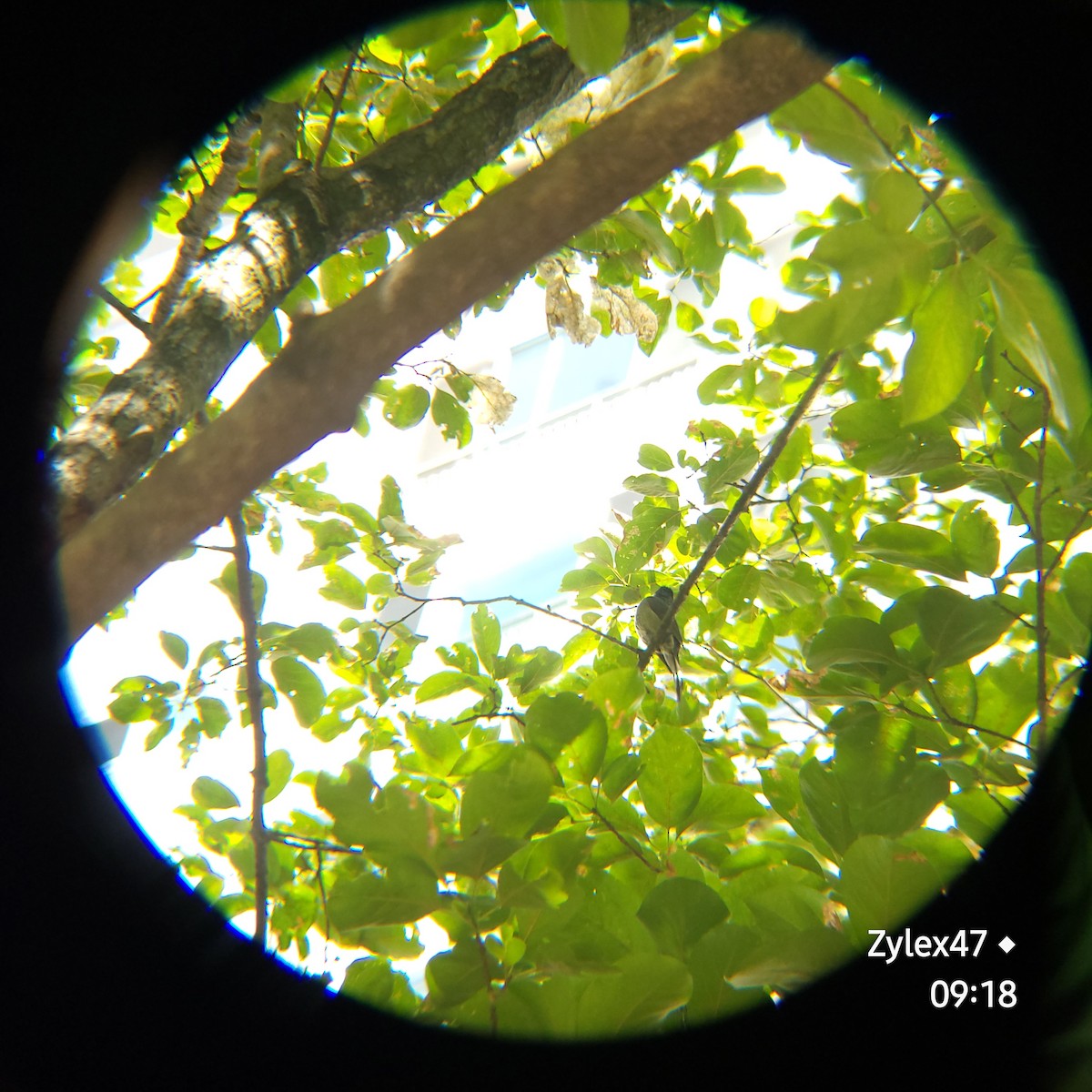 Brown-eared Bulbul - ML620554821