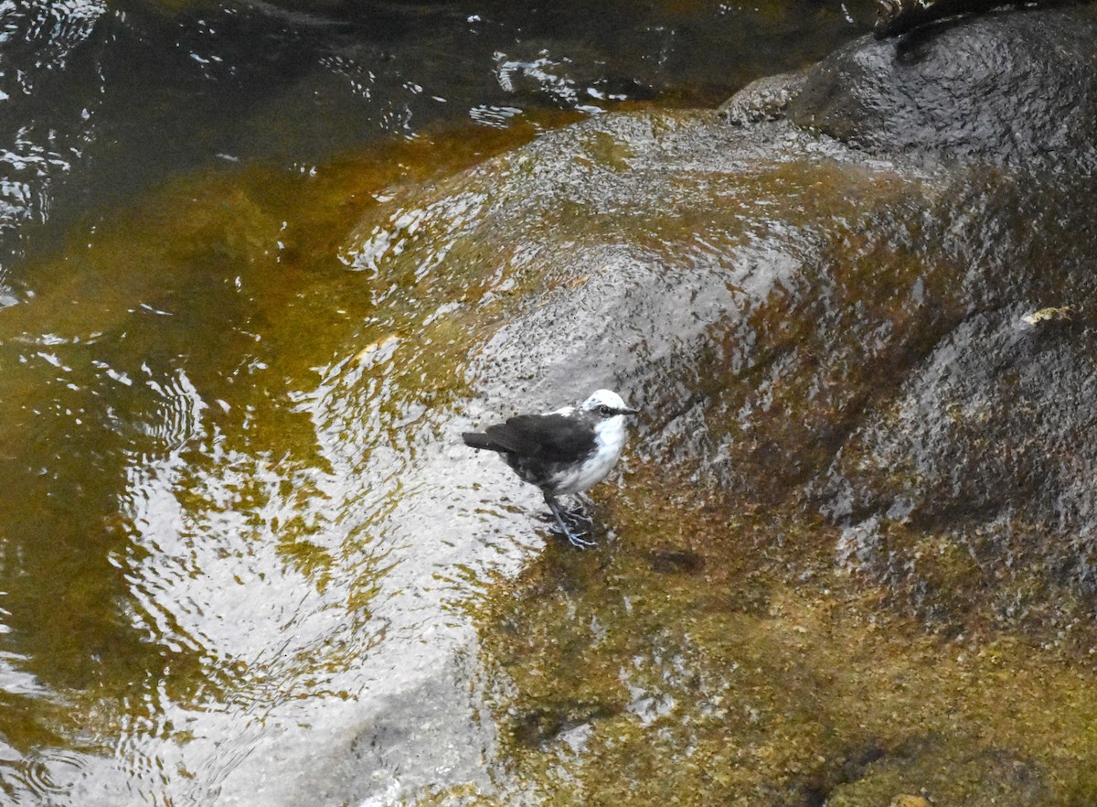 White-capped Dipper - ML620554859