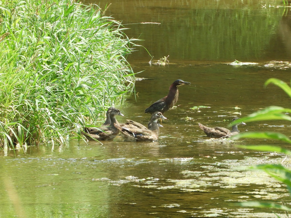 Wood Duck - ML620554861