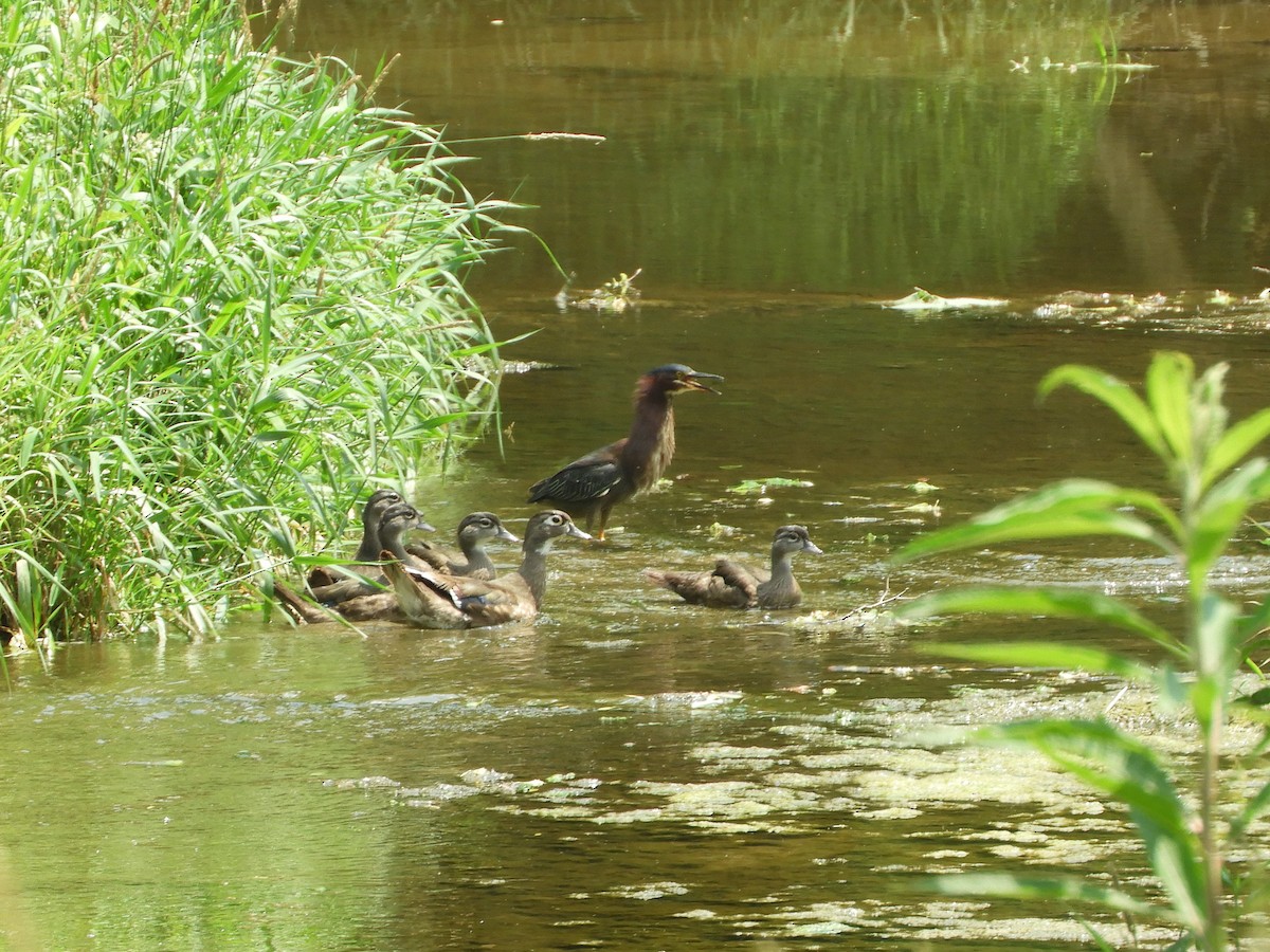 Wood Duck - ML620554862