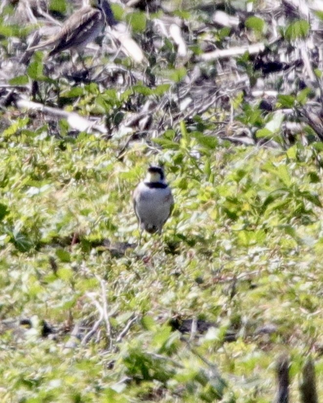 Horned Lark - ML620554875