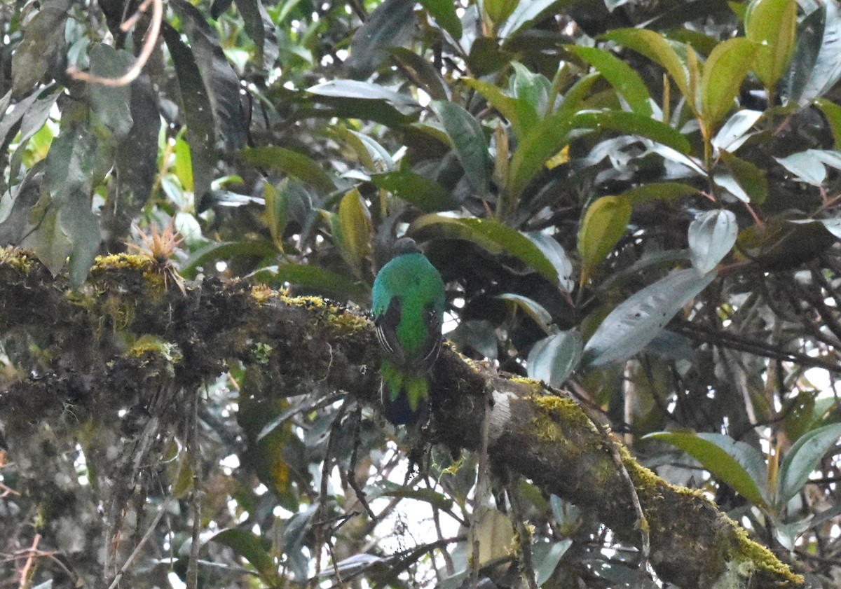 Crested Quetzal - ML620554932