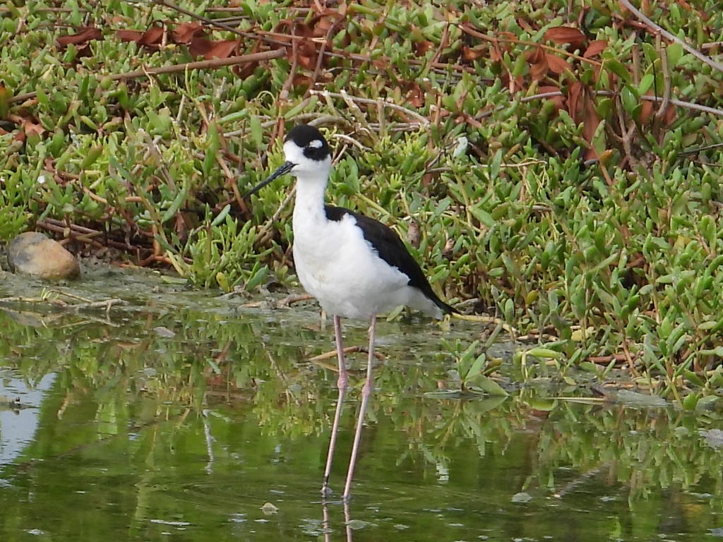 Cigüeñuela Cuellinegra - ML620554942