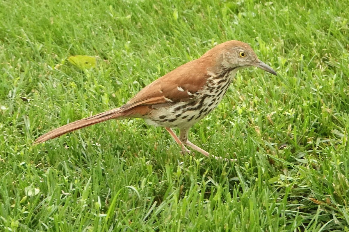 Brown Thrasher - ML620554990