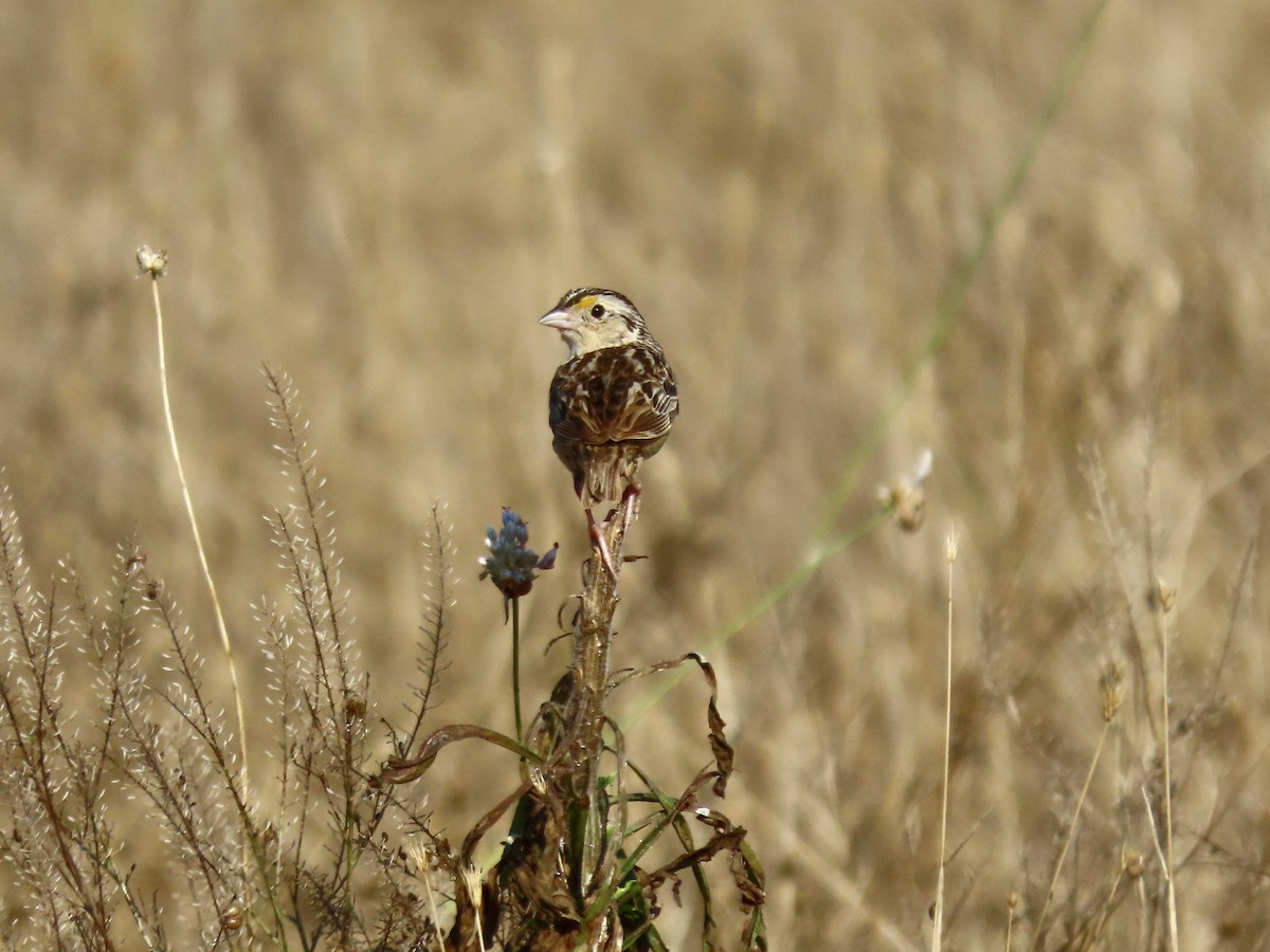 Grasshopper Sparrow - ML620554993