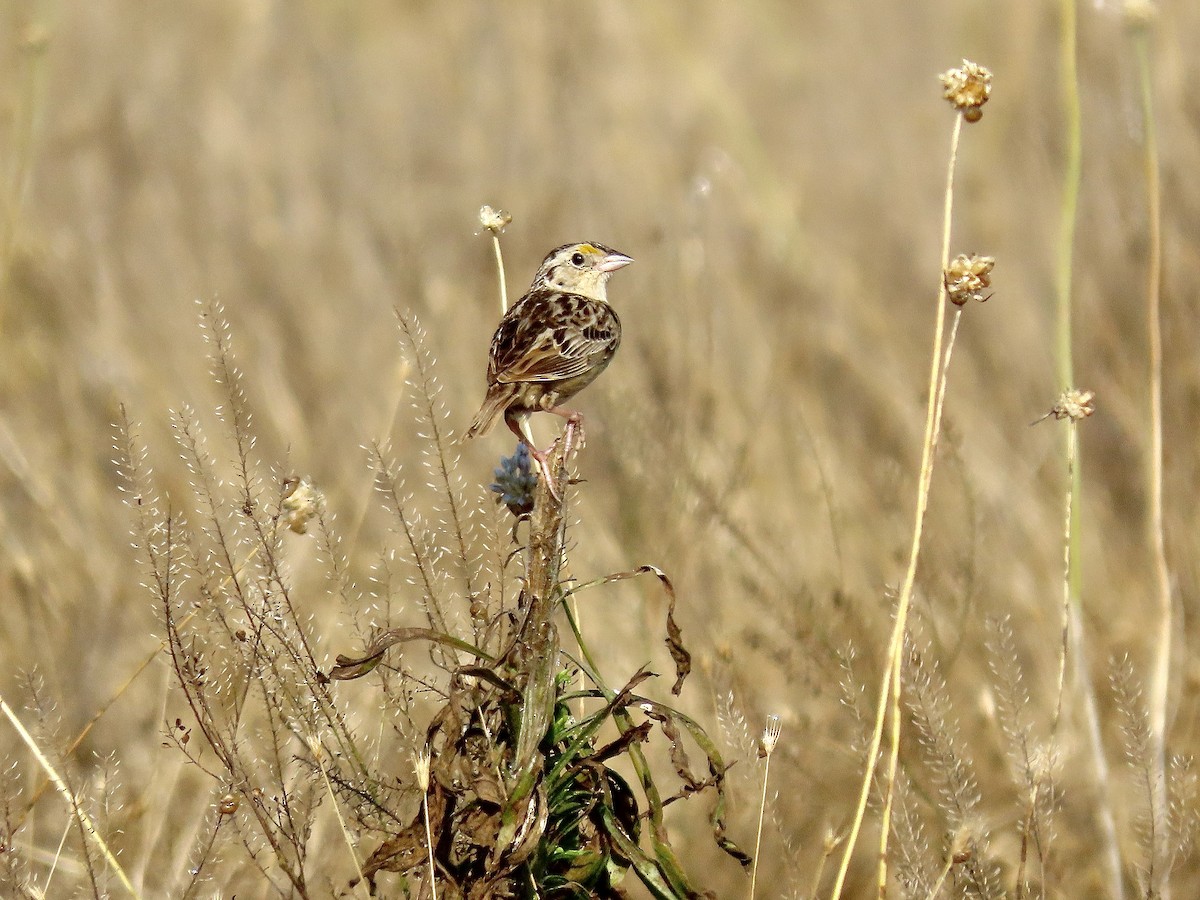 Grasshopper Sparrow - ML620554994