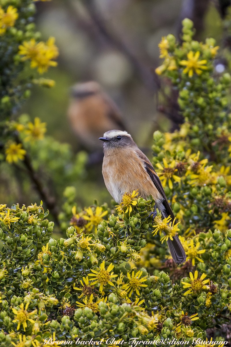 Brown-backed Chat-Tyrant - ML620554995