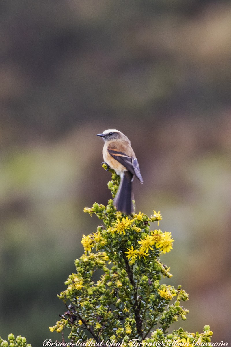 Brown-backed Chat-Tyrant - ML620554996