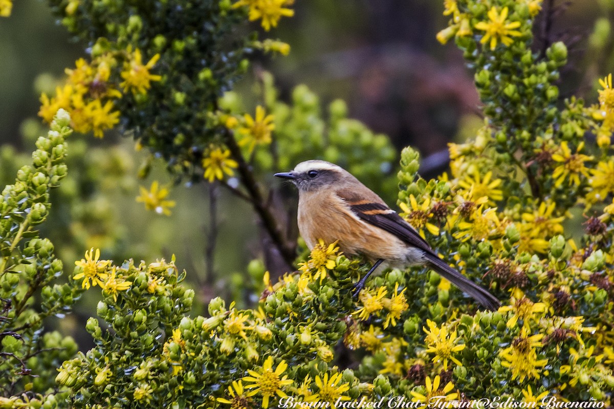 Brown-backed Chat-Tyrant - ML620554997