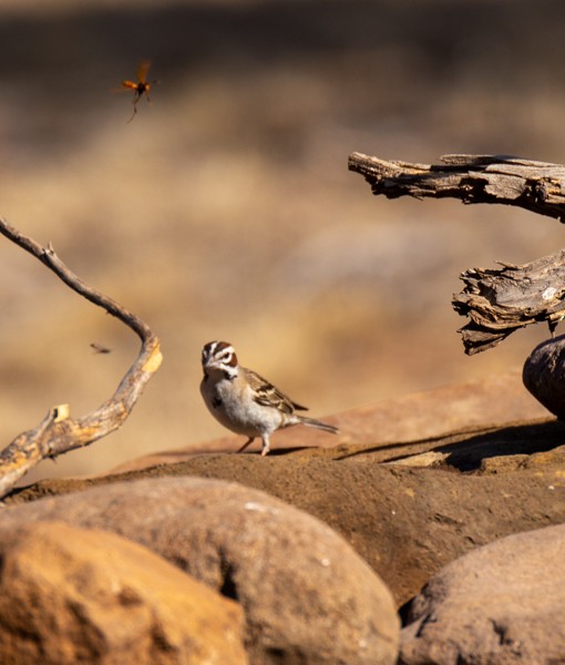 Lark Sparrow - ML620555005