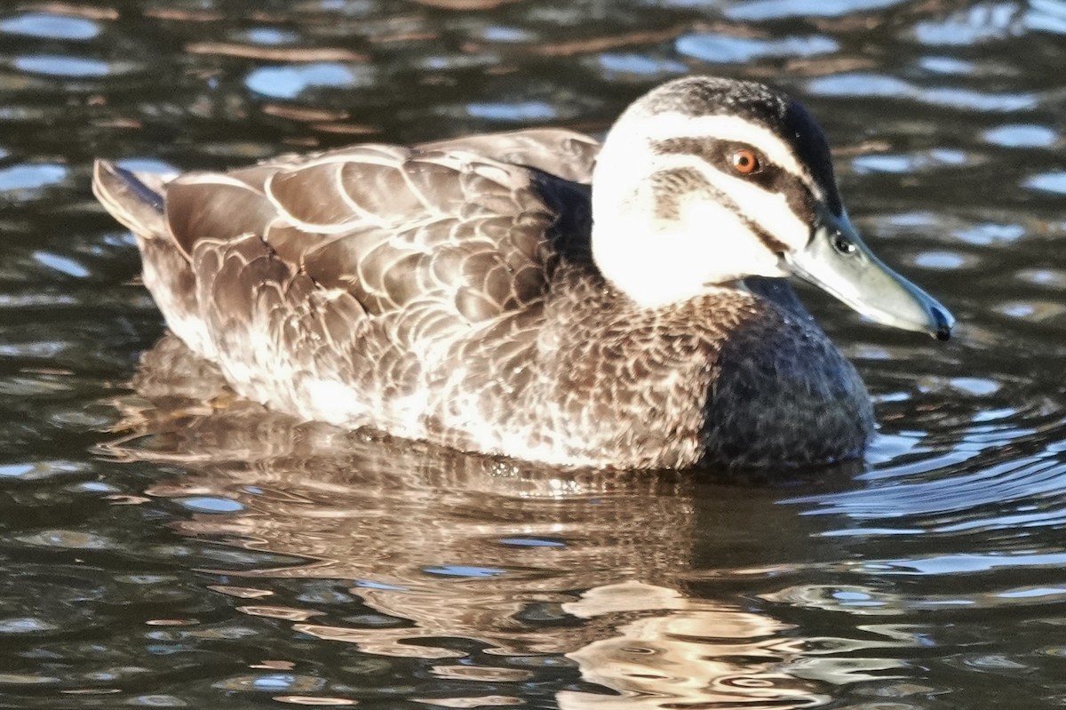 Pacific Black Duck - ML620555055