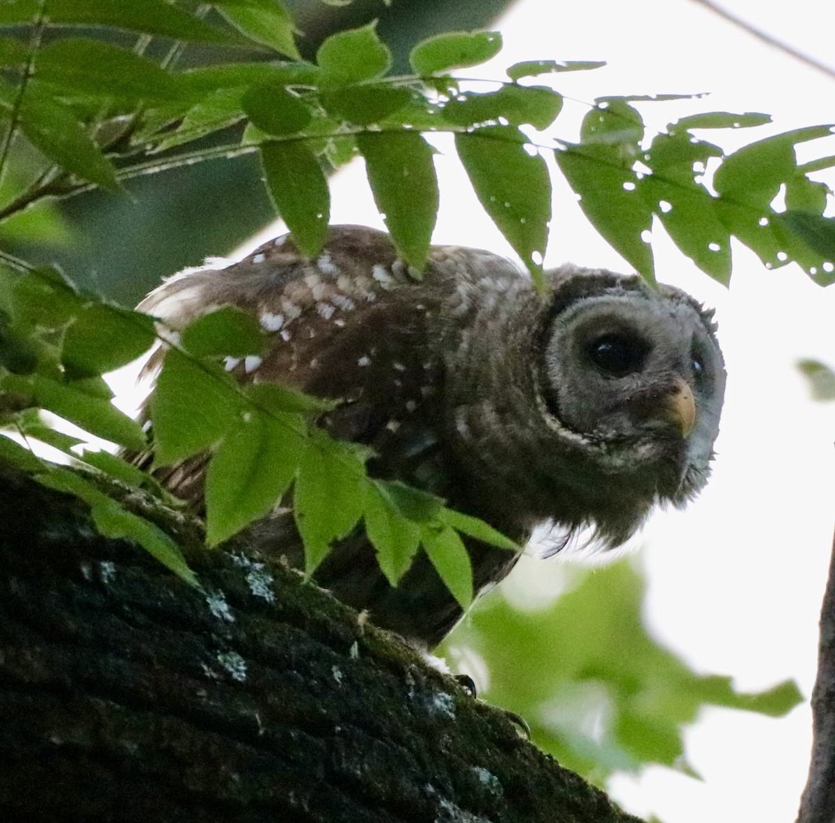 Barred Owl - ML620555057