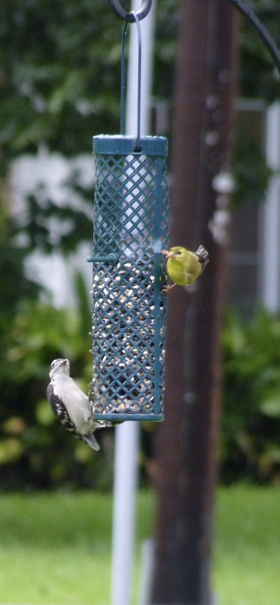 American Goldfinch - ML620555058