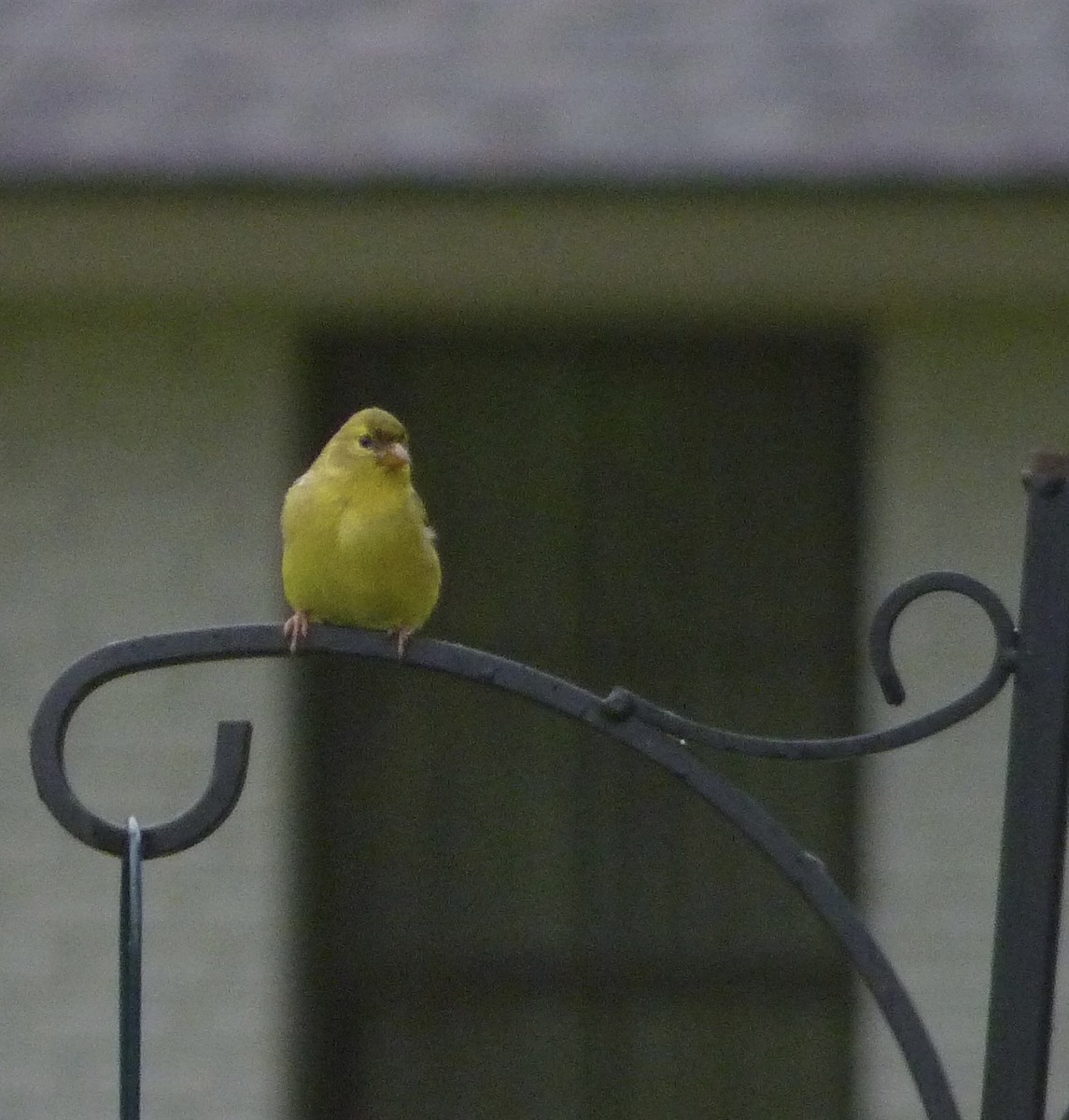 American Goldfinch - ML620555059