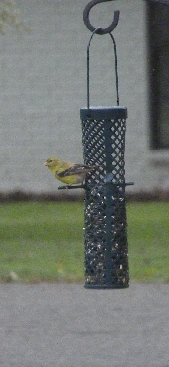 American Goldfinch - ML620555060