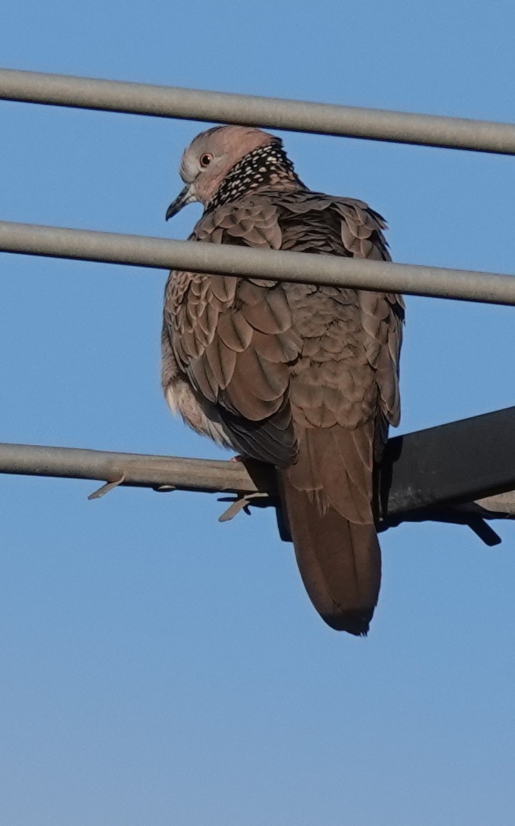 Spotted Dove - ML620555068